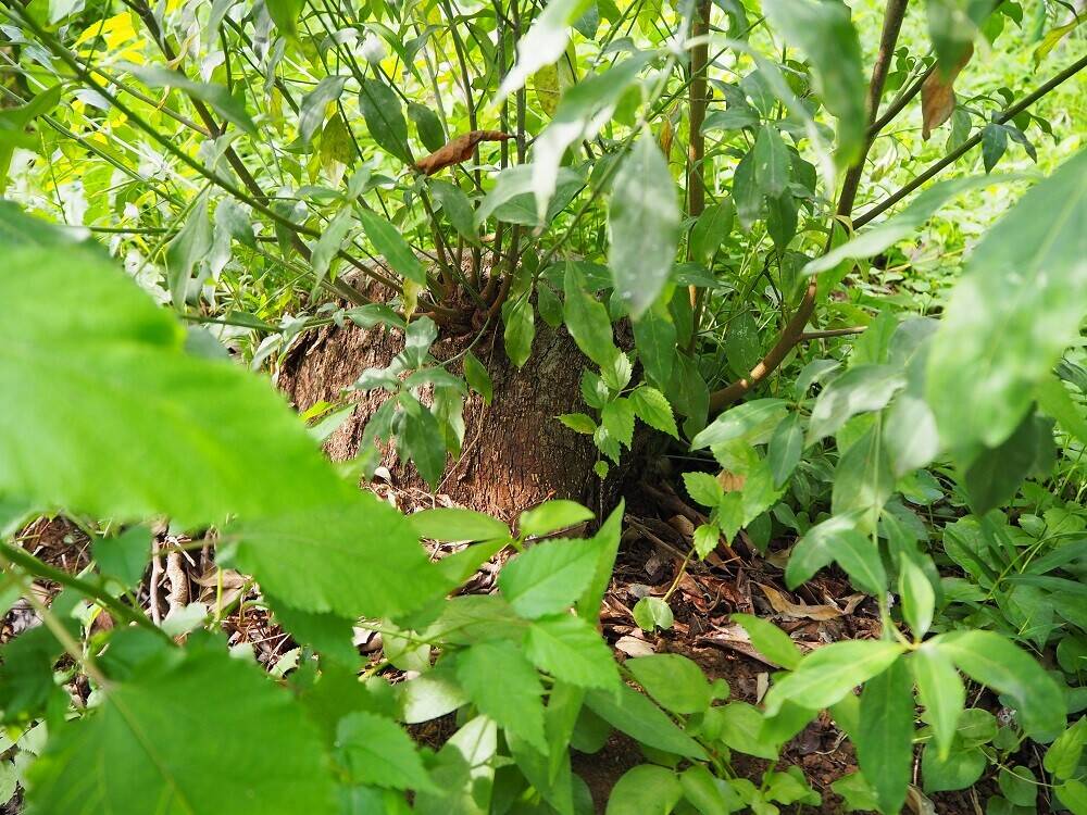 P8100077 - コピー.jpg