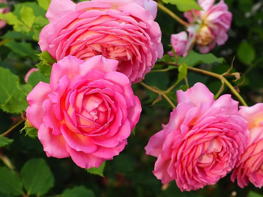 P5300538 - コピー.jpg