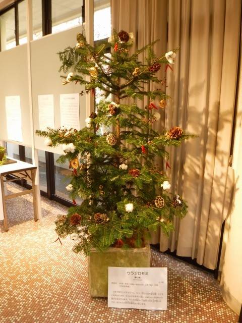 クリスマス展01.jpg