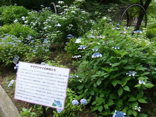 ヤマアジサイ園.jpg