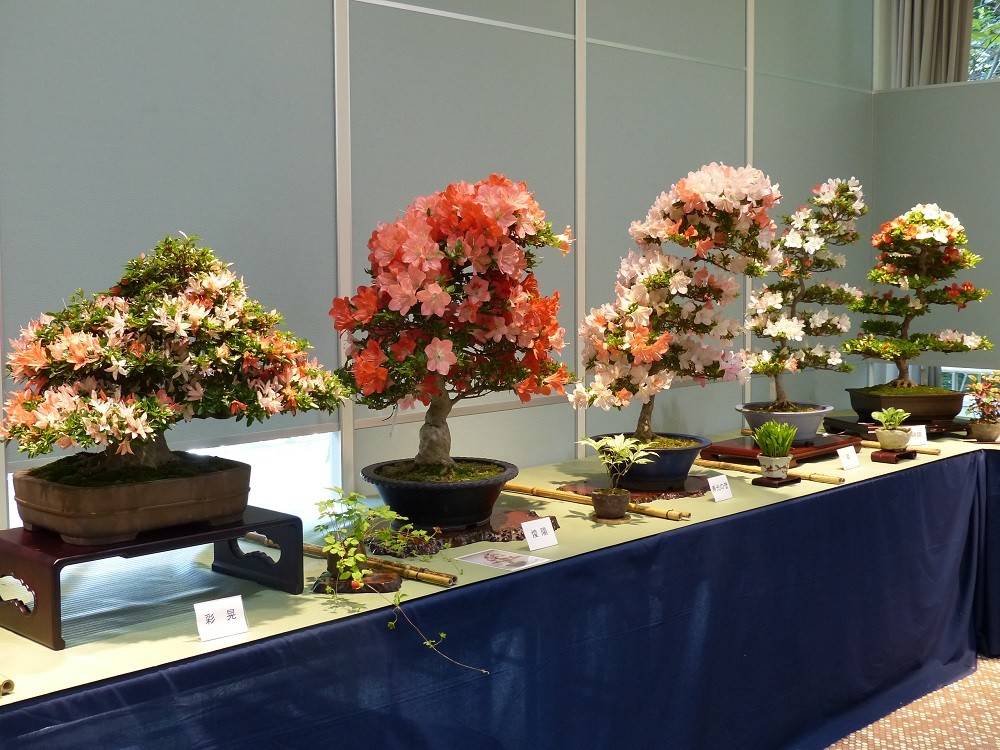 さつき展03.jpg