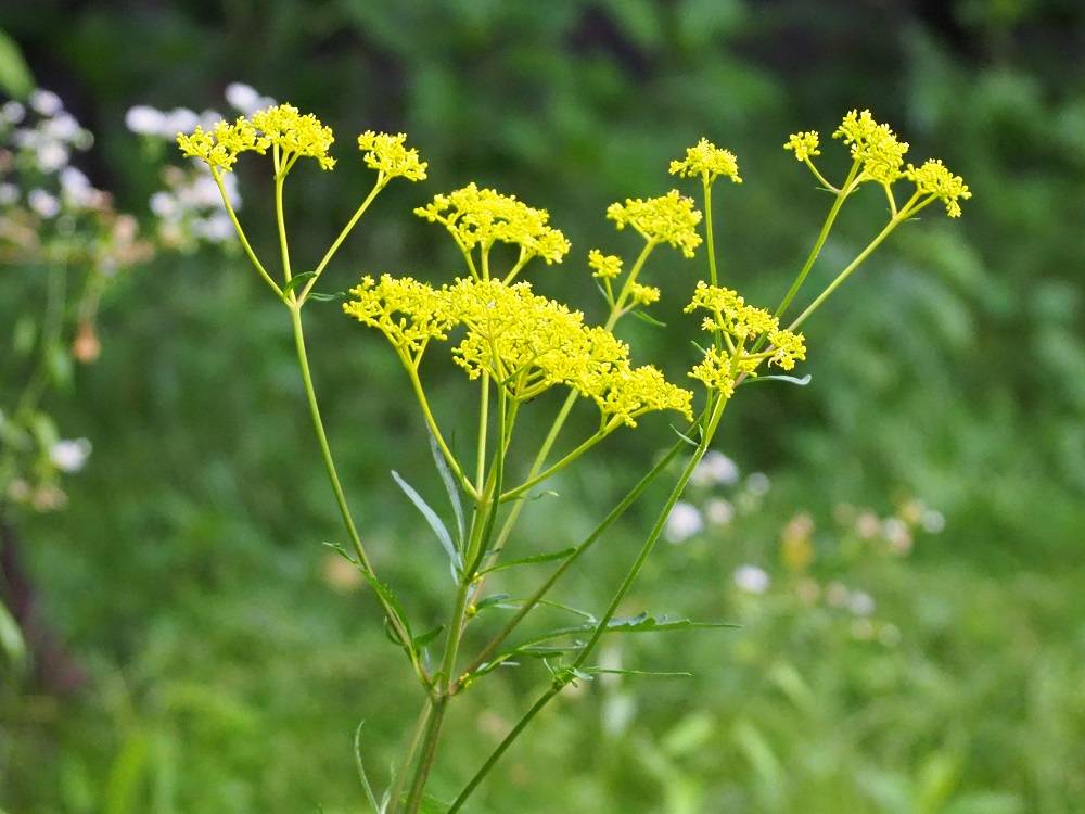 P7130605 - コピー.jpg