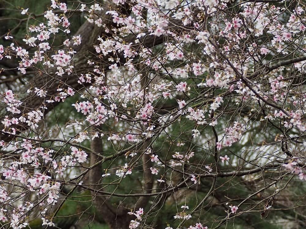 P3160511 - コピー.jpg