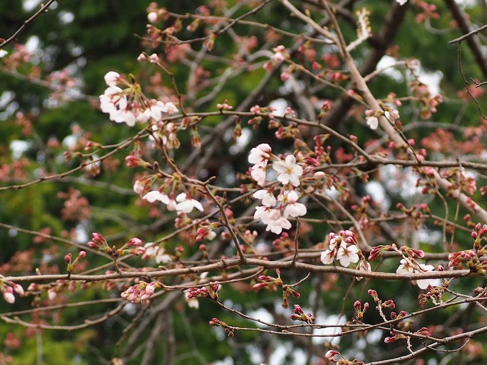 P3260515 - コピー.jpg