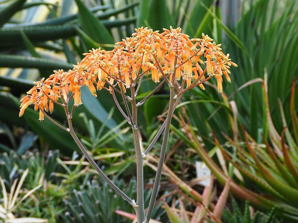 P1230509 - コピー.jpg