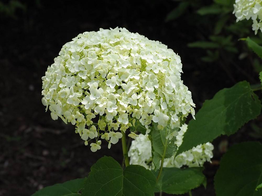 P6110505 - コピー.jpg