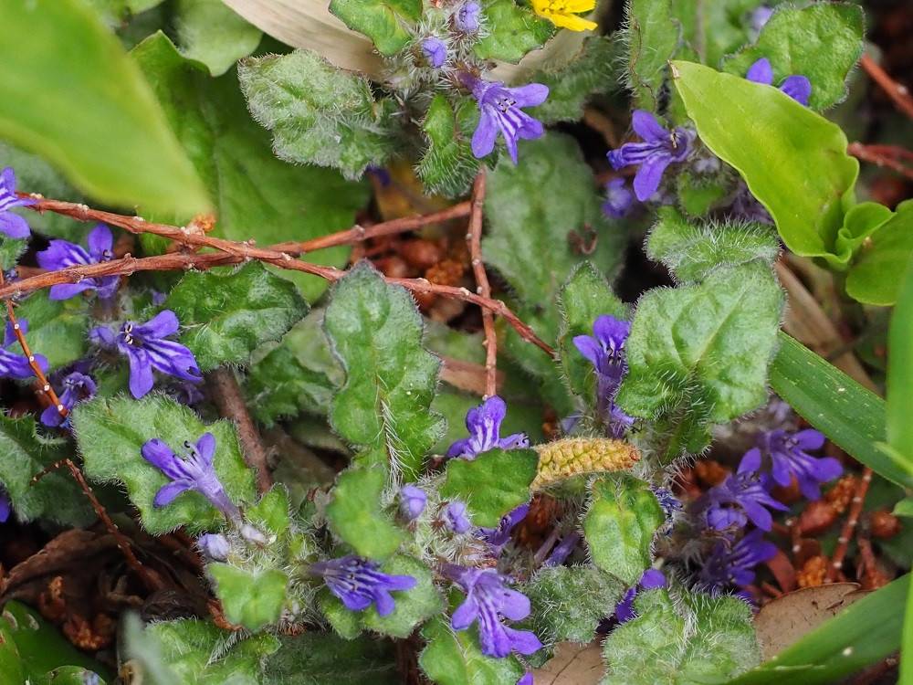 道端の花 ブログ こども植物園公式サイト 公益財団法人 横浜市緑の協会