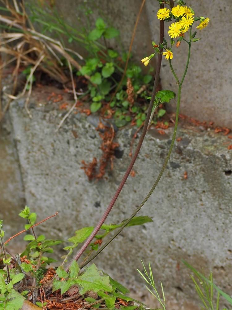 P3220378 - コピー.jpg