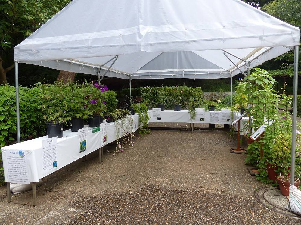 アジサイの仲間展02.jpg