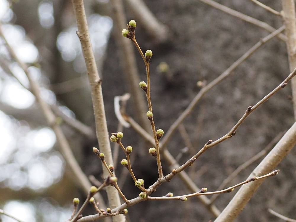 P3160525 - コピー.jpg