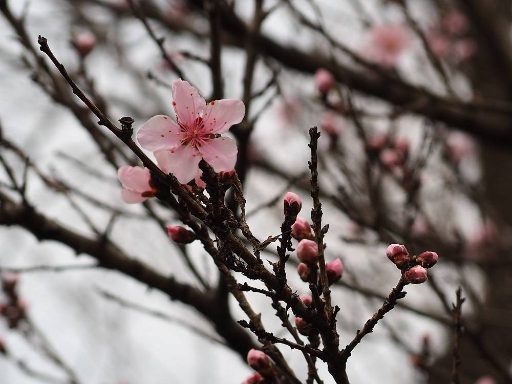 P3260549 - コピー.jpg