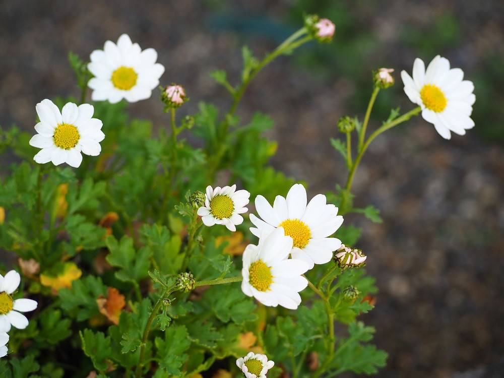 PB050169 - コピー.jpg