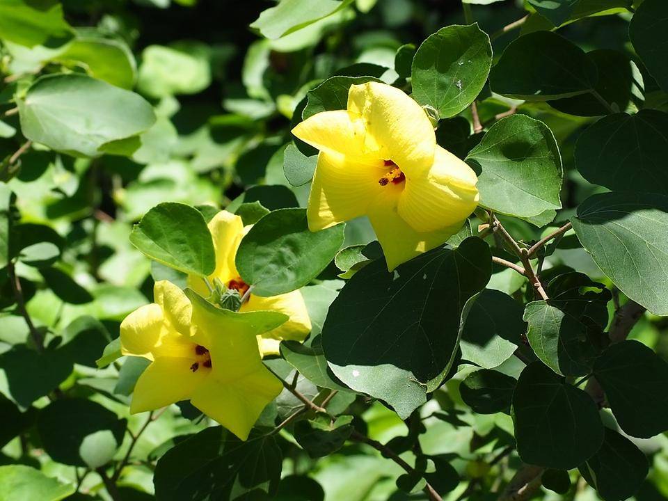 日本のハイビスカス ブログ こども植物園公式サイト 公益財団法人 横浜市緑の協会 日本のハイビスカス ブログ こども植物園公式サイト 公益財団法人 横浜市緑の協会