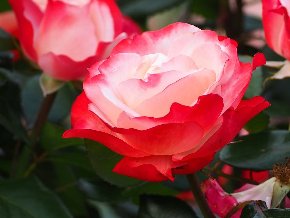 P5300510 - コピー.jpg