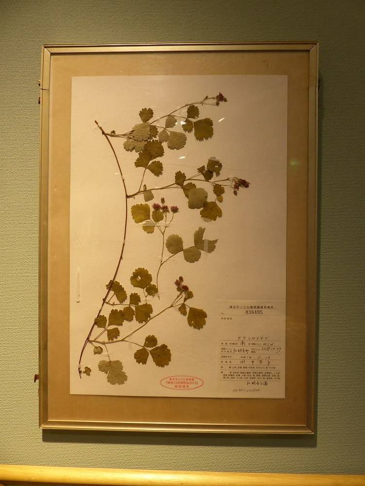植物画と押し葉03.jpg