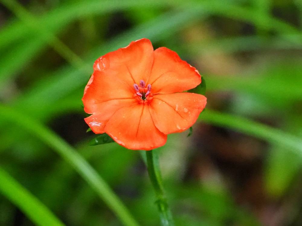 P7130572 - コピー.jpg