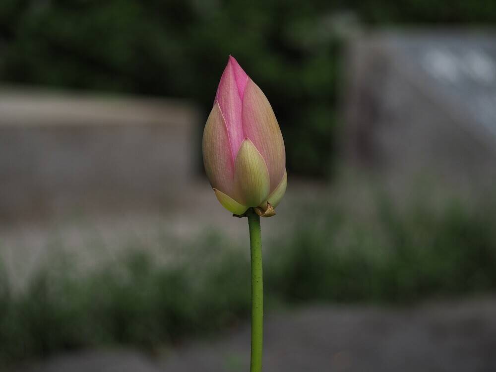 P6160046 - コピー.jpg