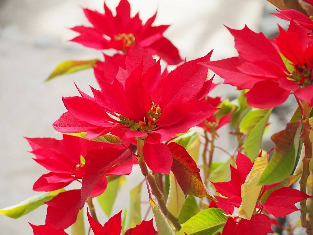 PC110183 - コピー.jpg