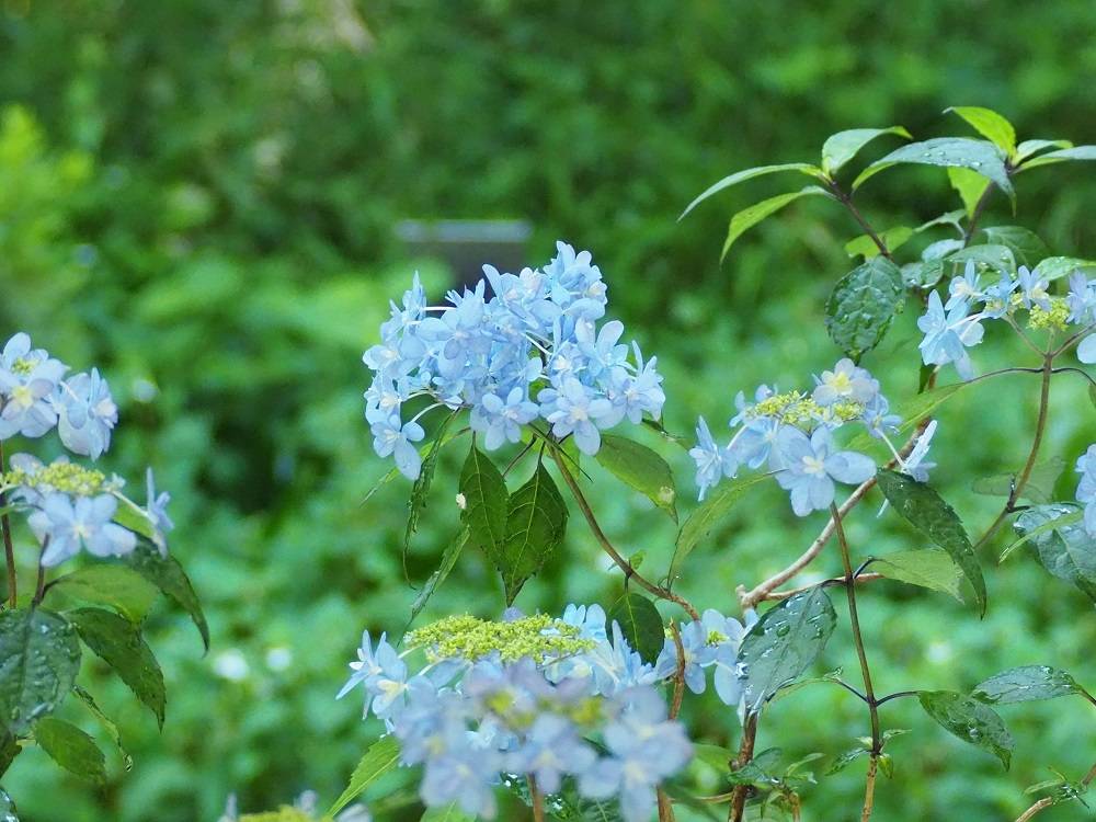 P5280513 - コピー.jpg