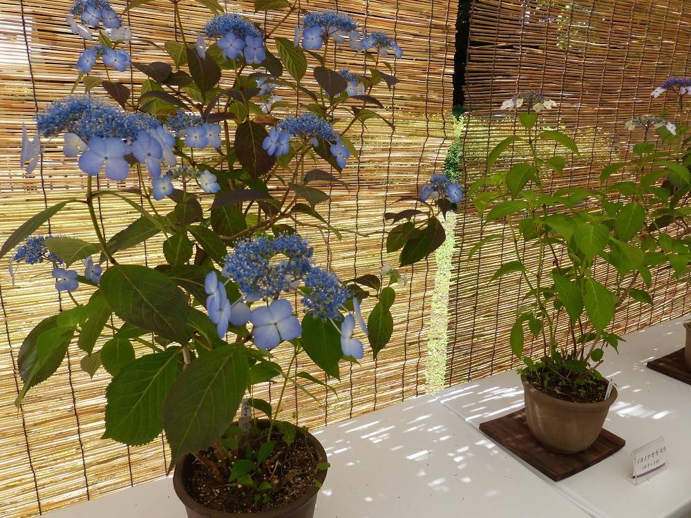 ヤマアジサイ展02.jpg
