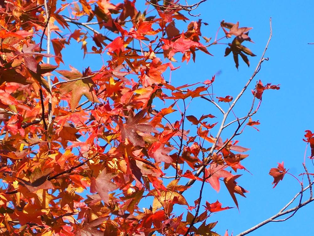 PA300518 - コピー.jpg