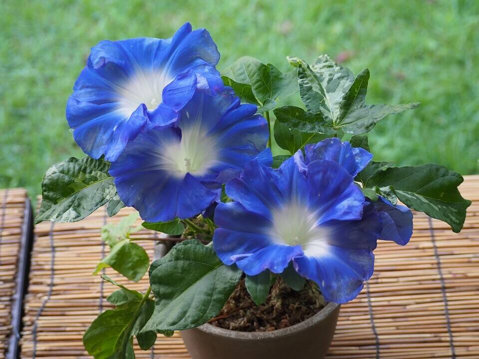 P8020068 - コピー.jpg