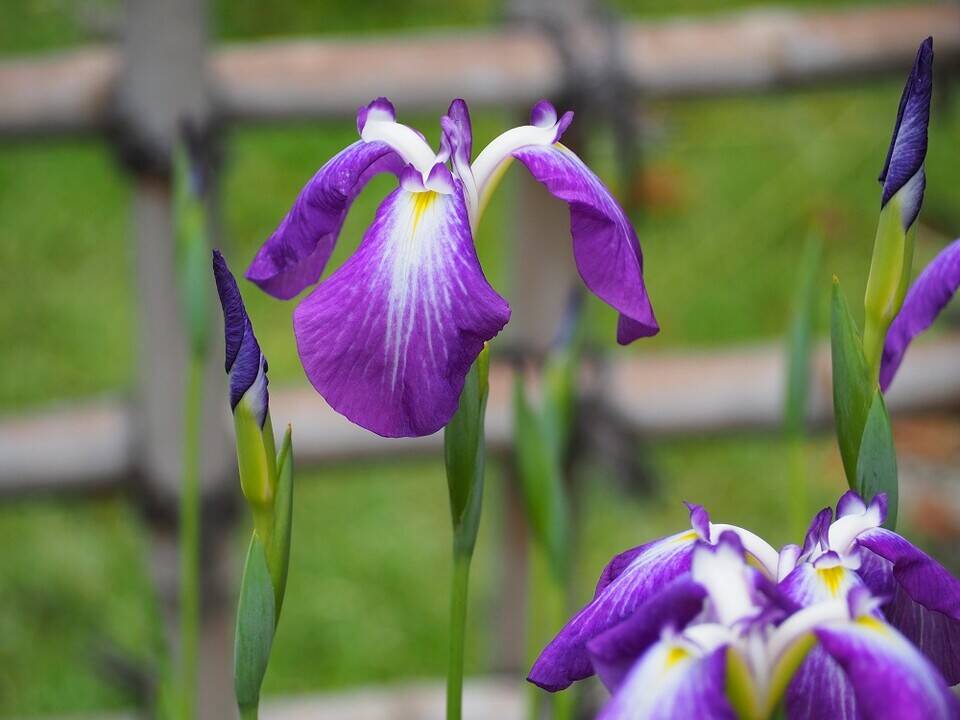 P6120039 - コピー.jpg