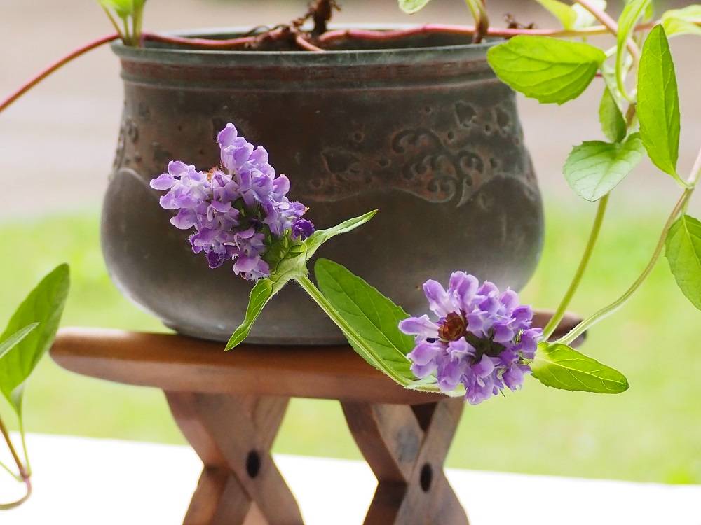 P6080533 - コピー.jpg