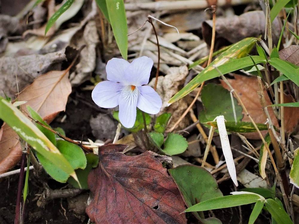 P3260567 - コピー.jpg