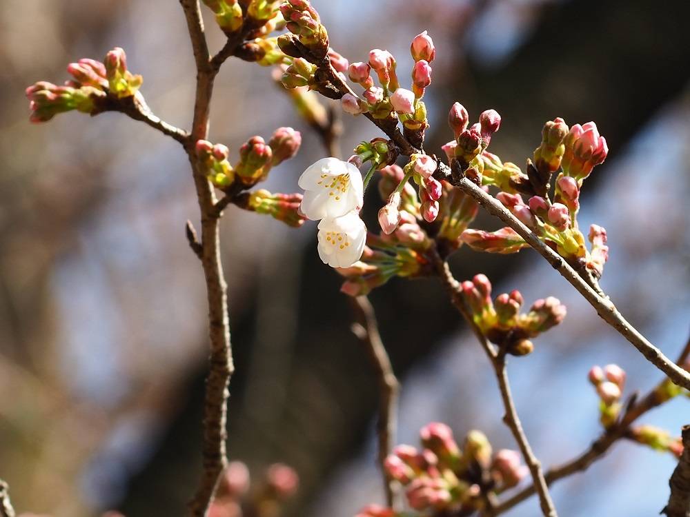 P3240515 - コピー.jpg