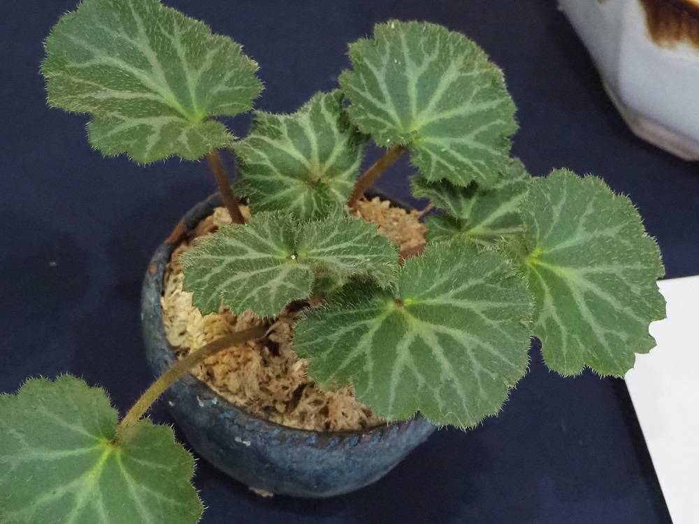 P1050604 - コピー.jpg