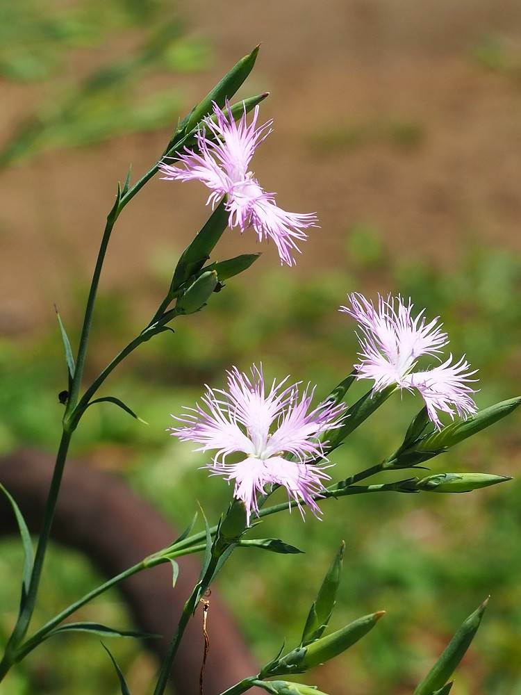 P7220577 - コピー.jpg