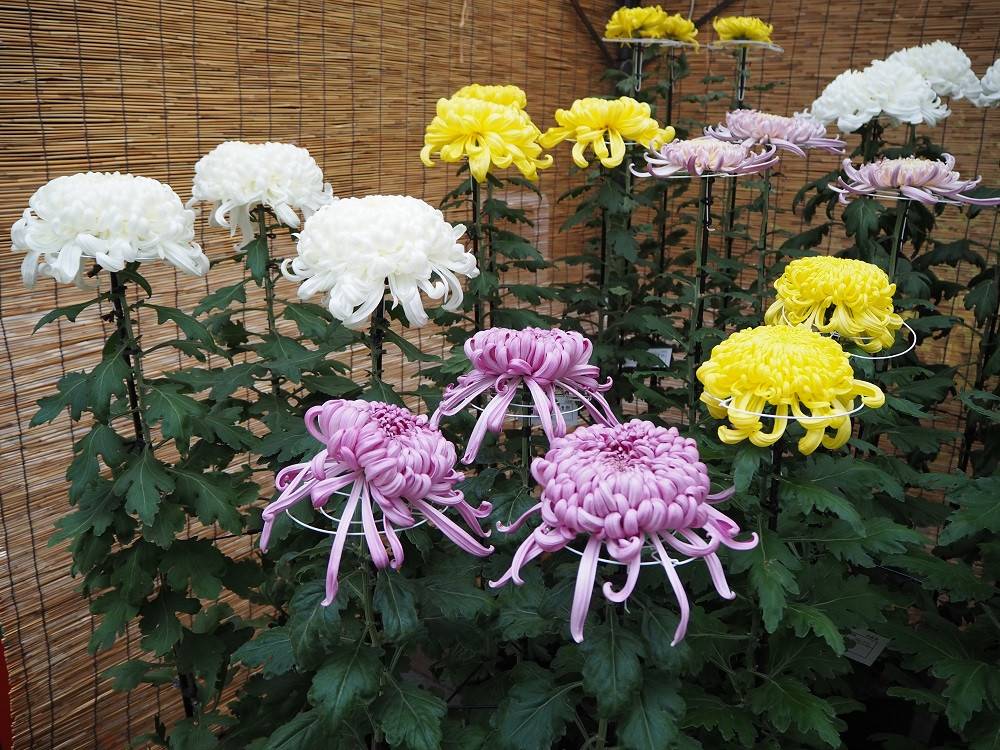 PB020267 - コピー.jpg