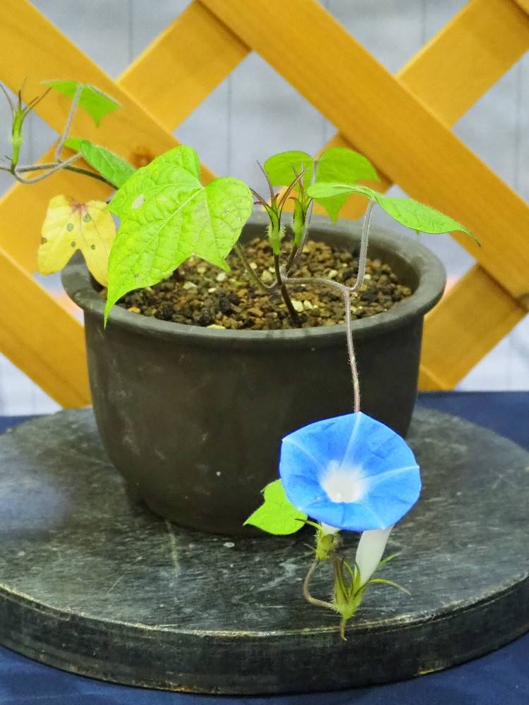 P9020596 - コピー.jpg