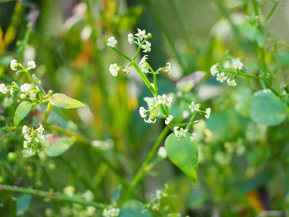 PA210186 - コピー.jpg