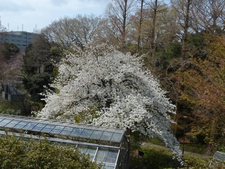 2017.04.06オオシマザクラ.jpg
