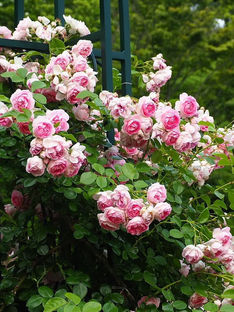 P5300545 - コピー.jpg