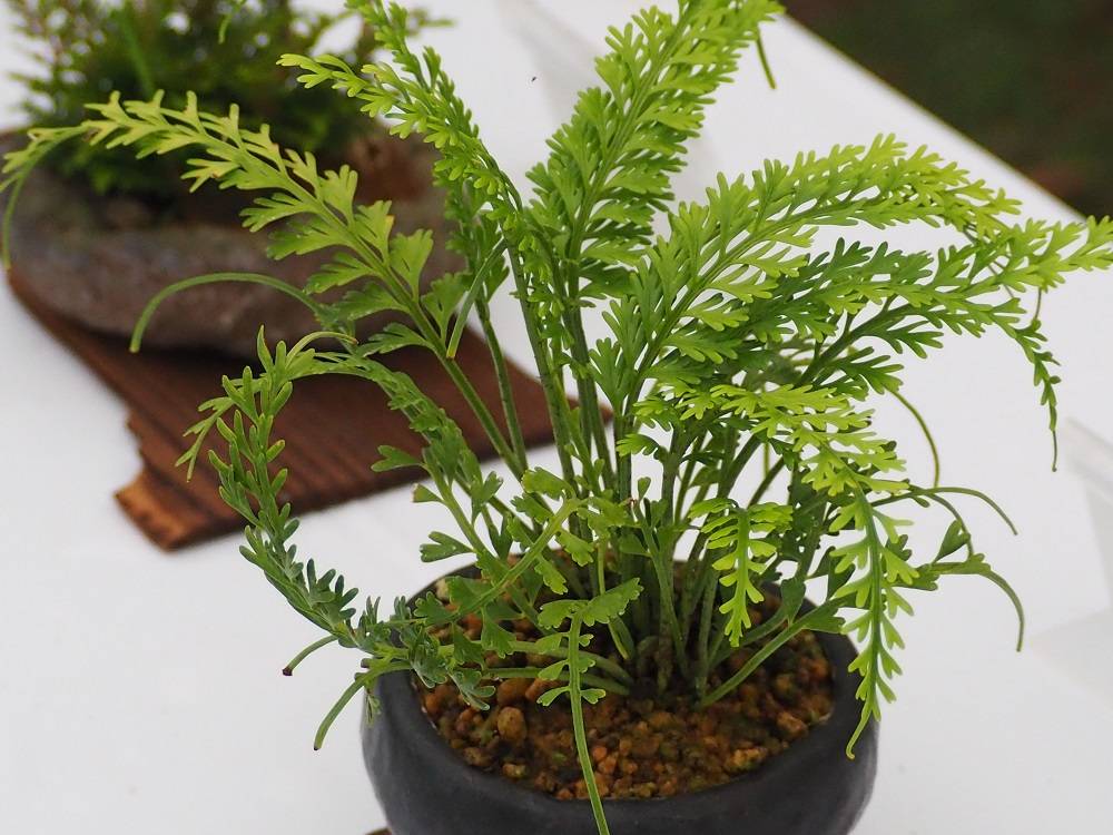 P6080541 - コピー.jpg