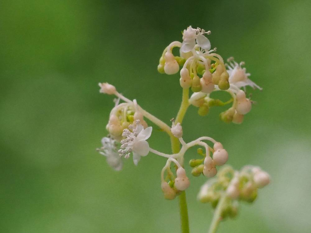 P6080514 - コピー.jpg