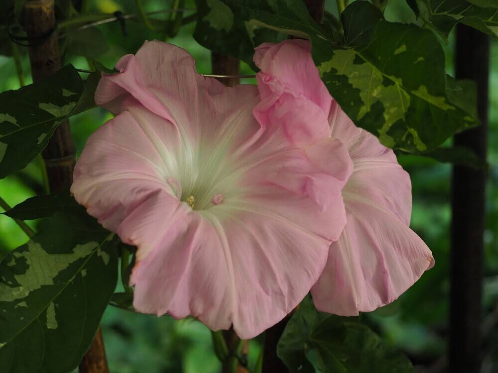 P8020064 - コピー.jpg