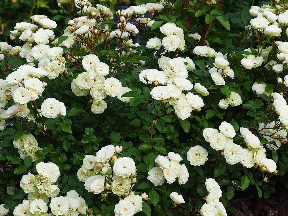 P5300529 - コピー.jpg