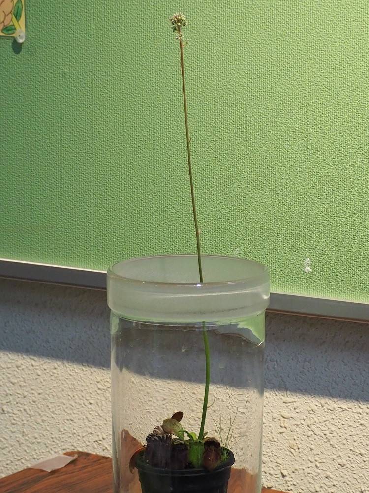 P6290528 - コピー.jpg