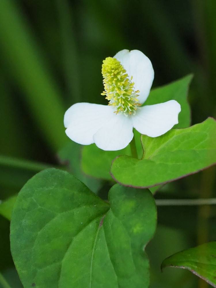 P5310513 - コピー.jpg