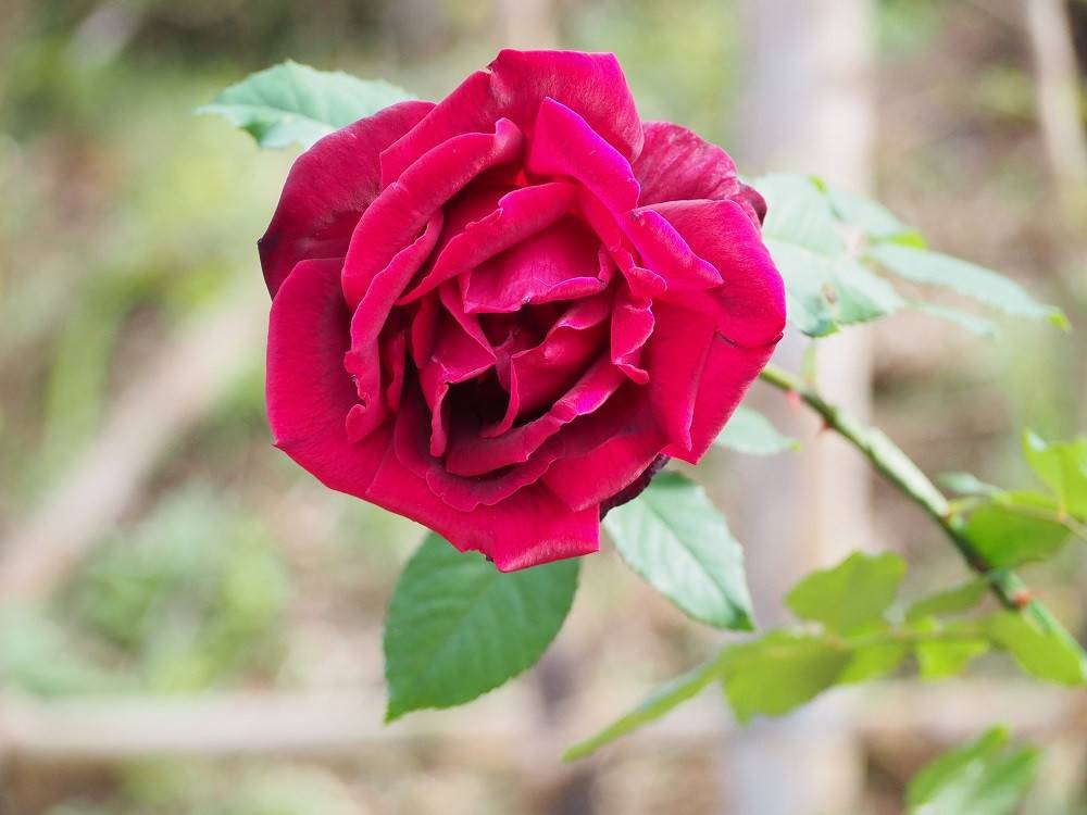 PB020179 - コピー.jpg