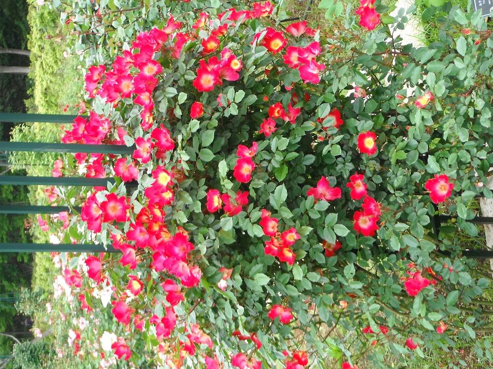 DSCF1124 - コピー.jpg