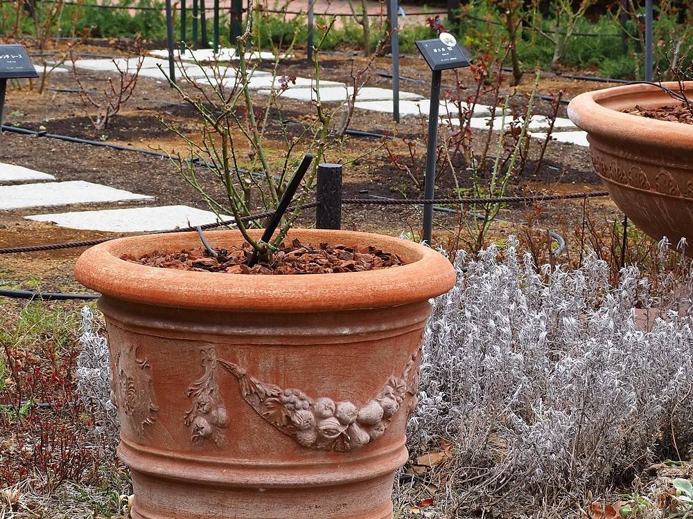 P3070354 - コピー.jpg