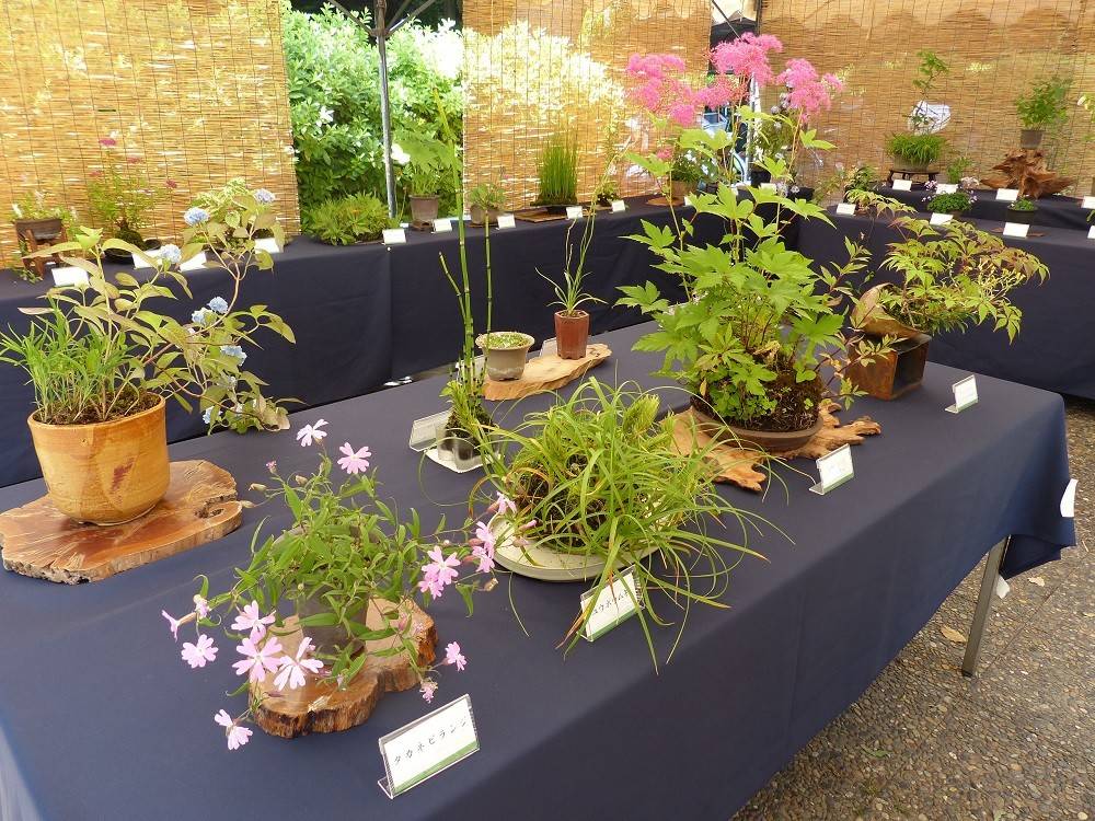 山野草展02.jpg
