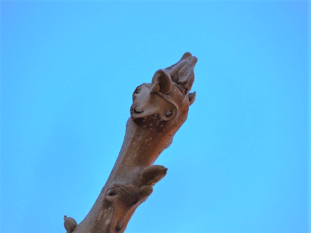 P1090252 - コピー.jpg