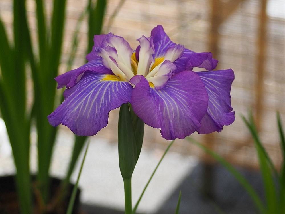 P6110494-2 - コピー.jpg