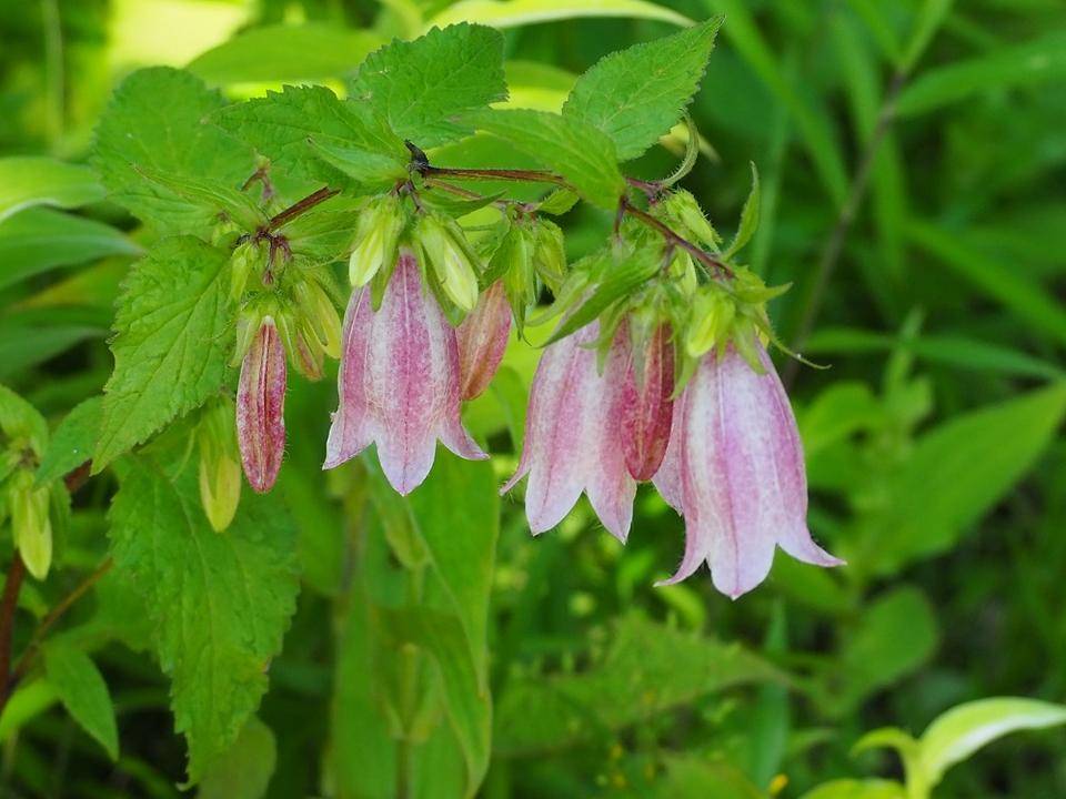 P5310508 - コピー.jpg